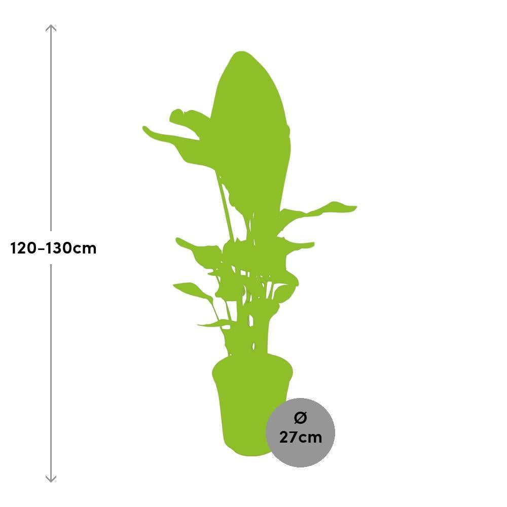 Ø27cm - ↕130cm