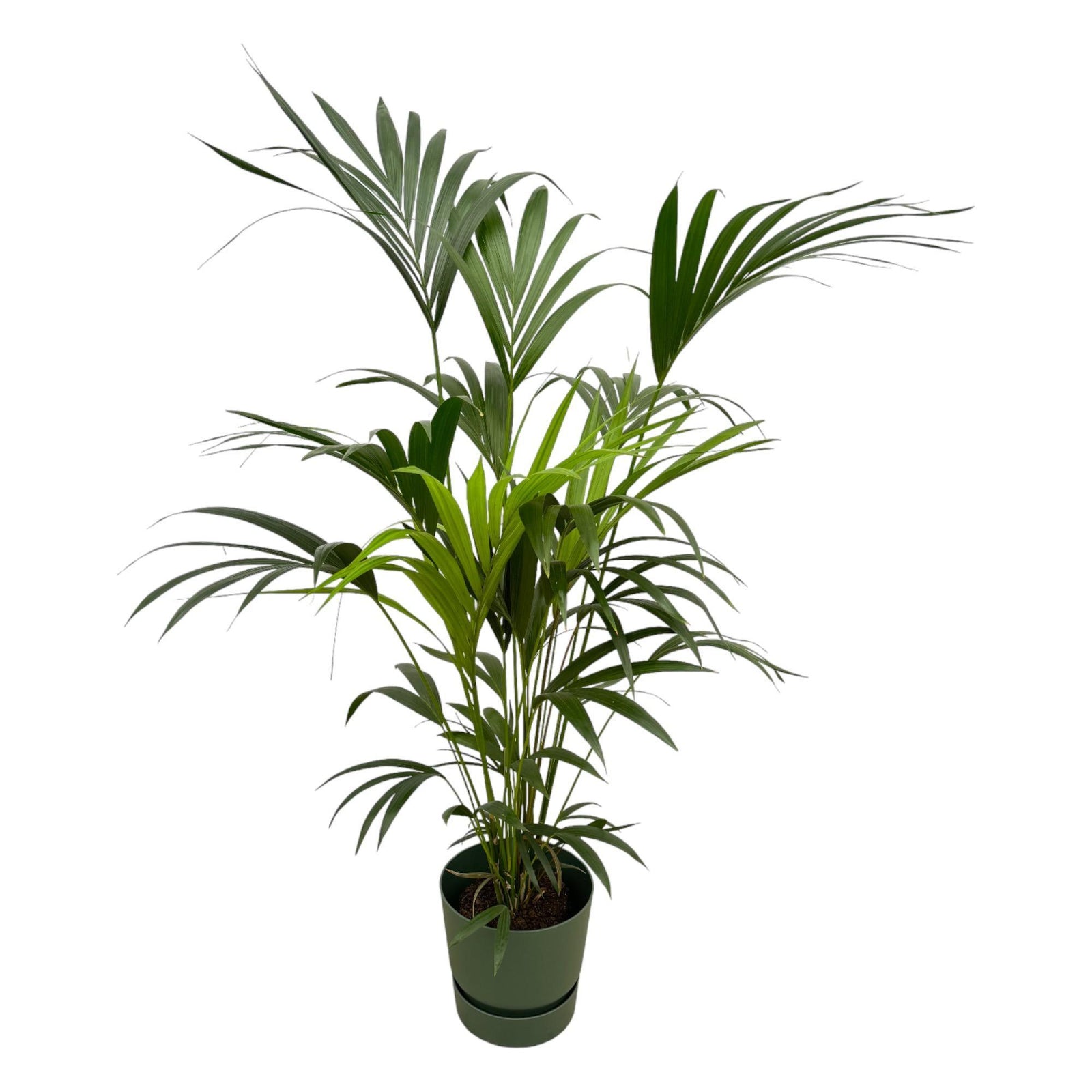 Kentia palm inclusief elho Greenville Round groen - 160cm - Ø30