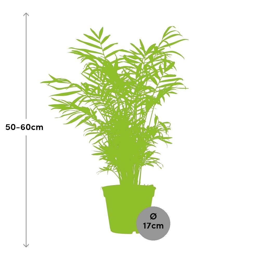 Ø17cm - ↕55cm