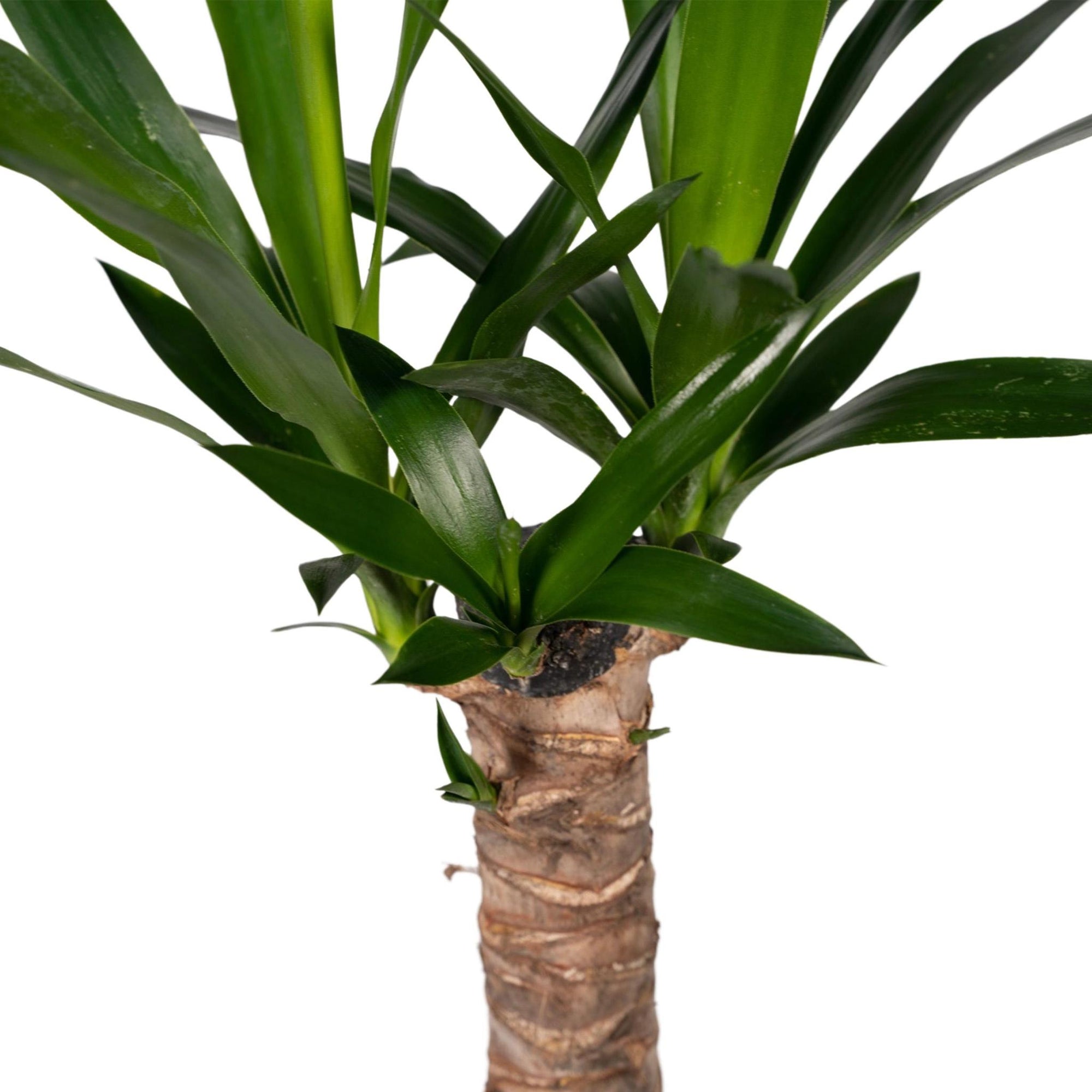 Yucca Elephantipes - Palmlelie - 40cm - Ø14