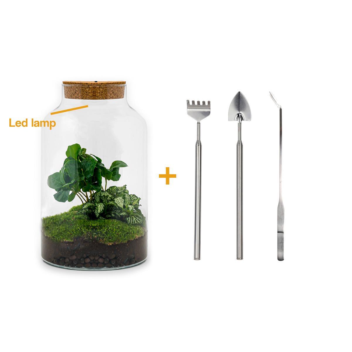 DIY terrarium - Milky Coffea met lamp - ↑ 31 cm