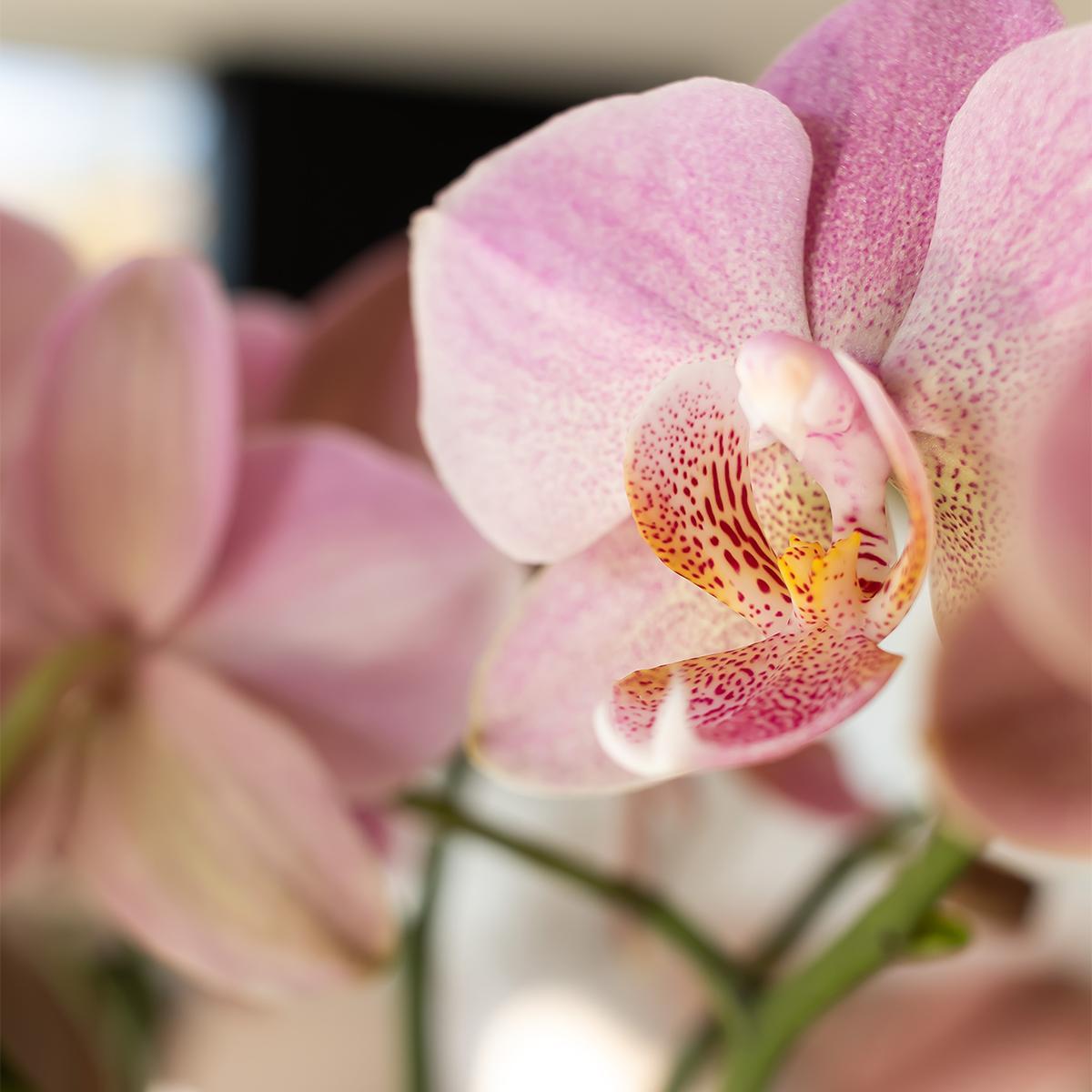 Kolibri Orchids | Oudroze Phalaenopsis orchidee - Jewel Treviso - potmaat Ø12cm | bloeiende kamerplant - vers van de kweker