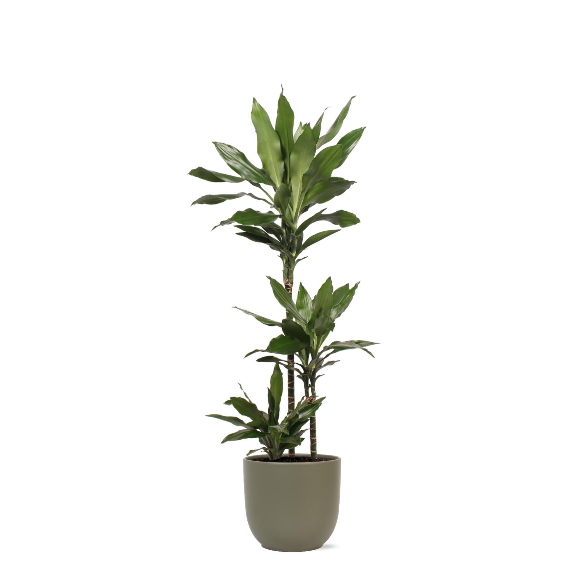 Dracaena Janet Lind Ø24cm ↕120cm in Boule OLIJF pot