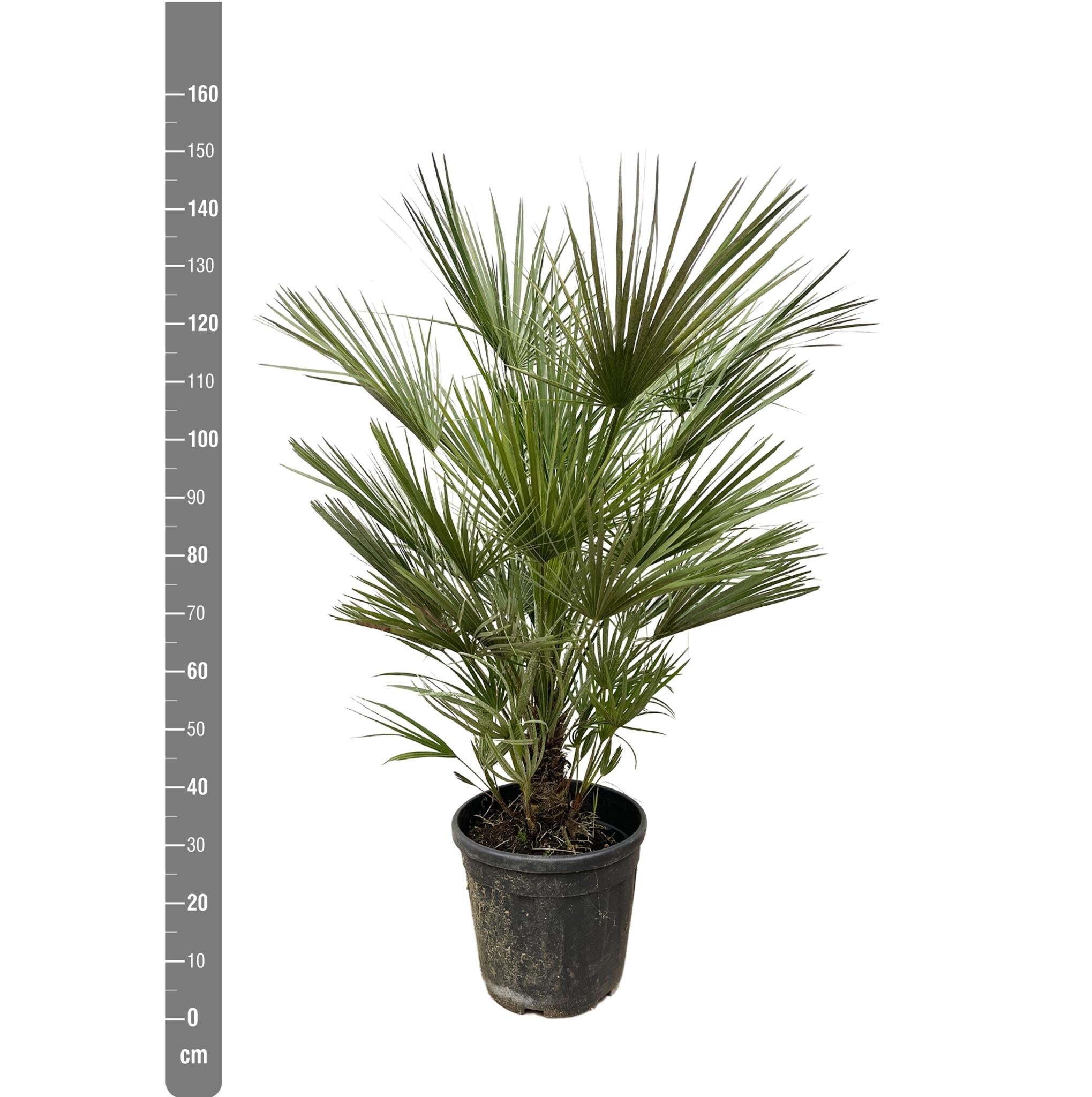 Chamaerops Humilis struik - 150cm- ø35