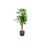 Pachira Aquatica inclusief elho Vibes Fold Round blauw - 160cm - Ø30