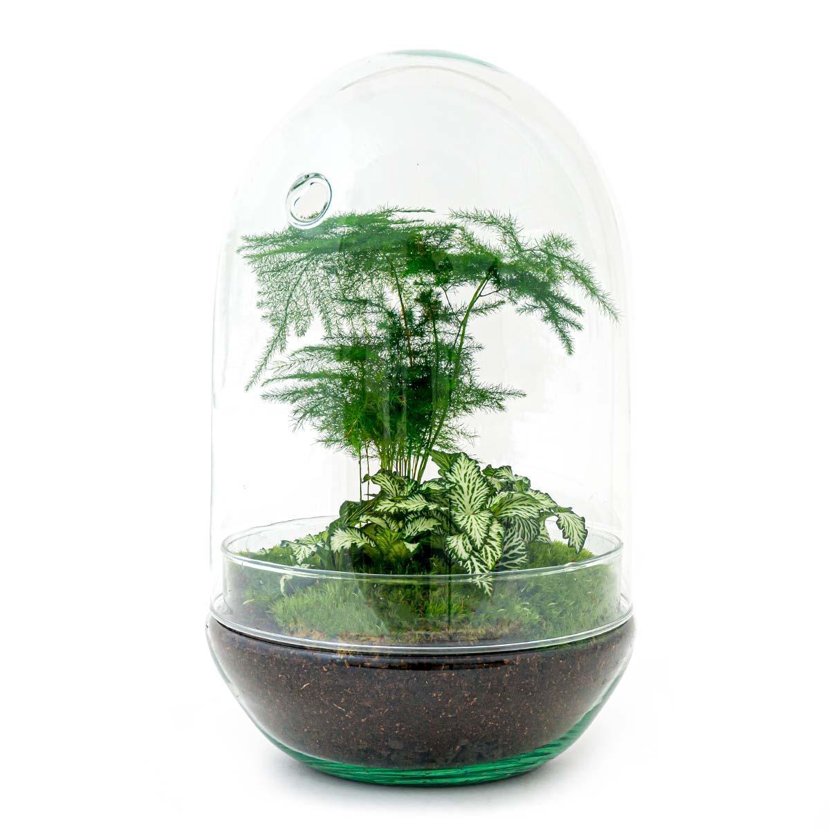 DIY terrarium - Egg XL - ↑ 30 cm