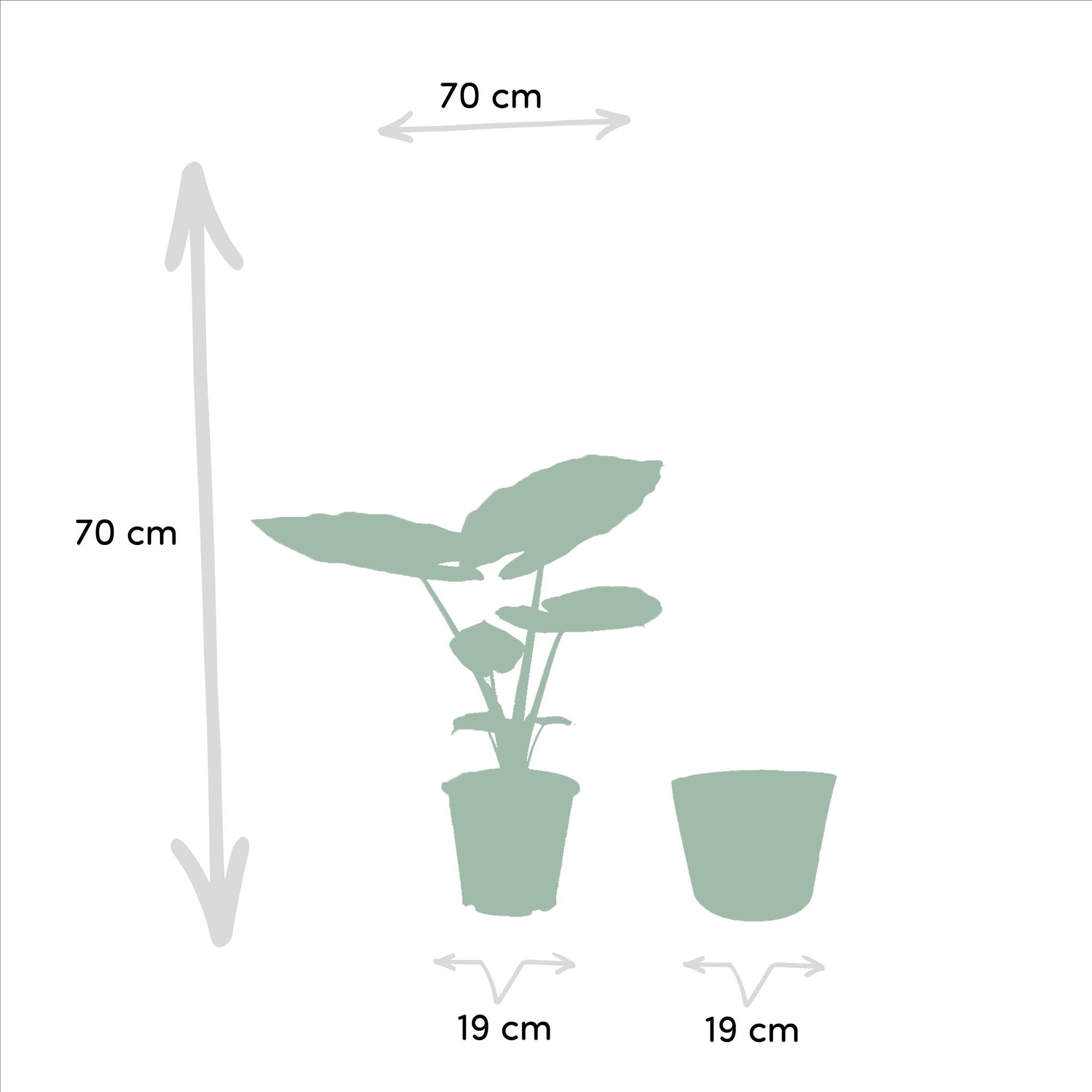 Strelitzia Nicolai - ↨85cm - Ø19cm + Alocasia Macrorrhiza - ↨70cm - Ø19cm + Incl. Mand Selin