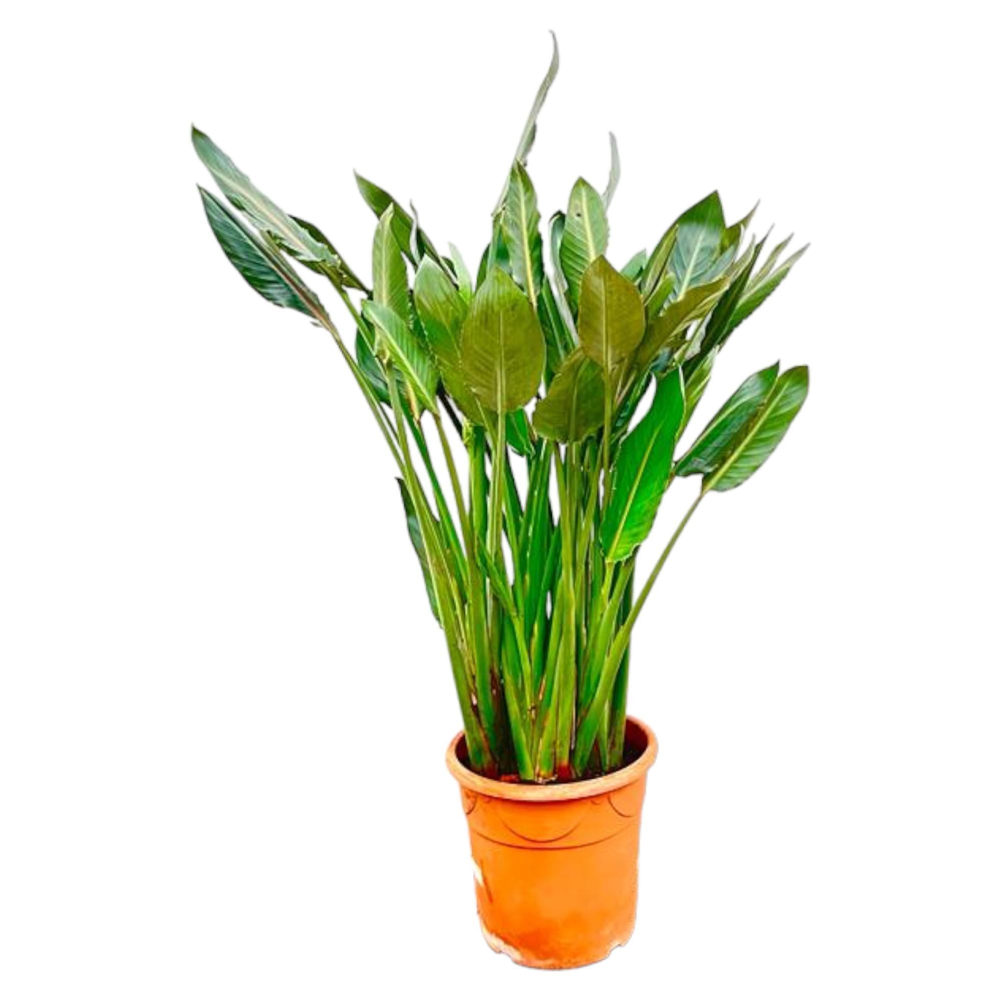 Strelitzia Reginae XL - 160cm - ⌀30