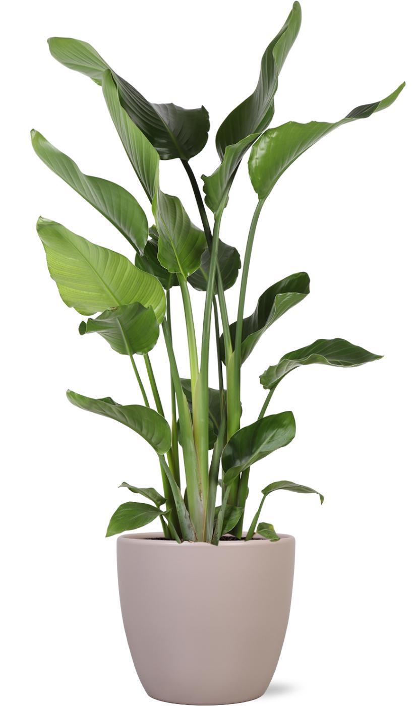 Strelitzia Nicolai Ø24cm ↕120cm in Boule TAUPE pot