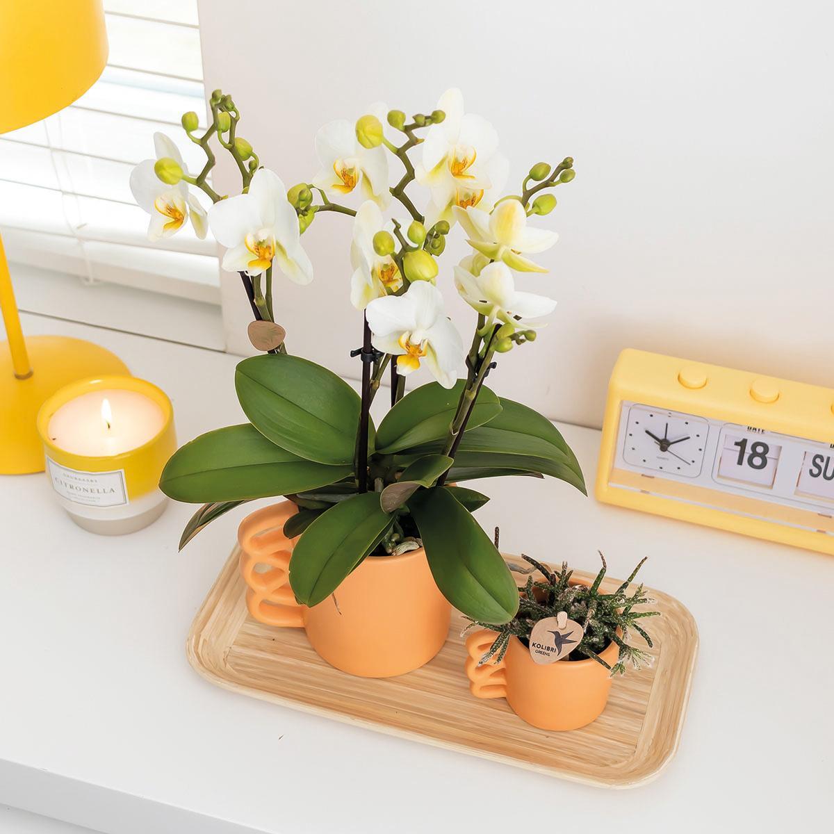 Kolibri Orchids | Plantenset Optimisme peach small| Groene planten met witte Phalaenopsis orchidee in Optimism peach sierpotten en bamboe dienblad