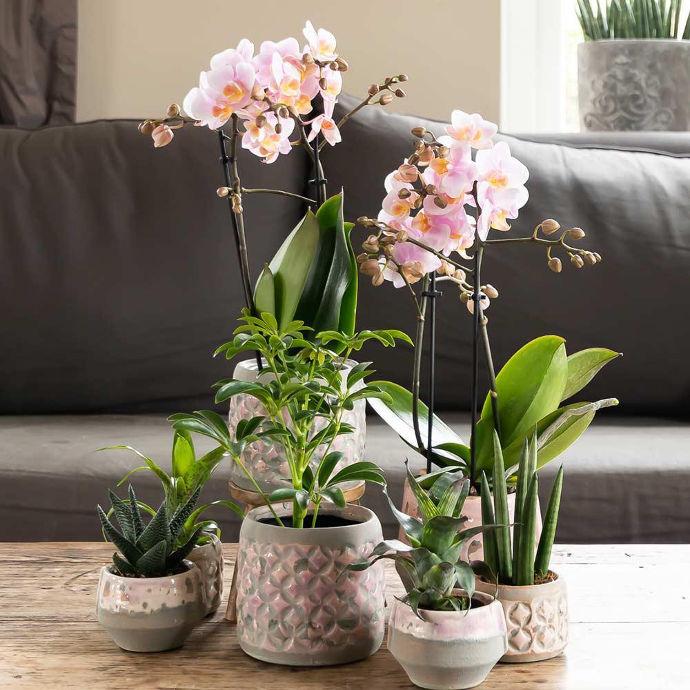 Kolibri Orchids | Roze phalaenopsis orchidee - Andorra - potmaat Ø9cm | bloeiende kamerplant - vers van de kweker