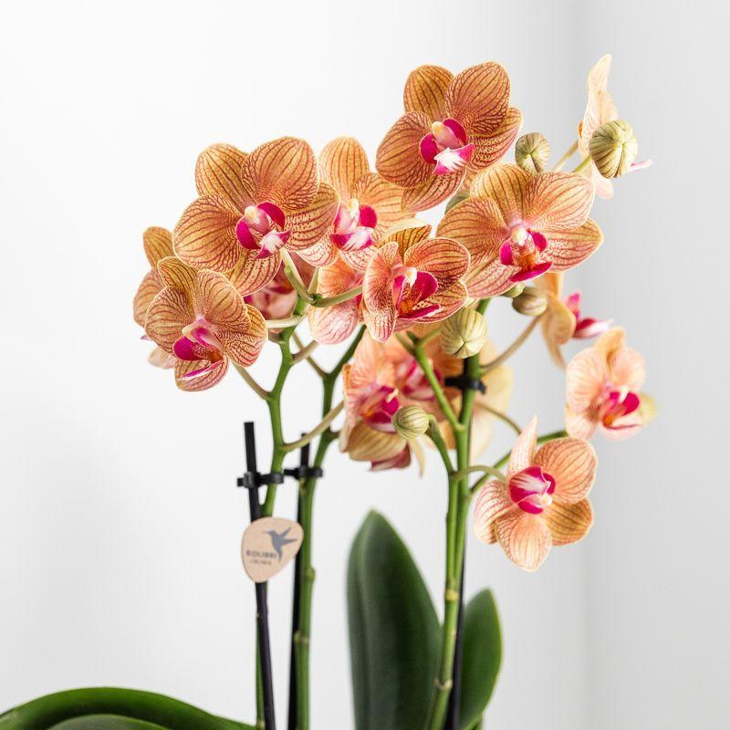 Kolibri Orchids | witte Phalaenopsis orchidee – Jamaica + Lush pot – potmaat Ø9cm – 40cm hoog | bloeiende kamerplant in bloempot - vers van de kweker