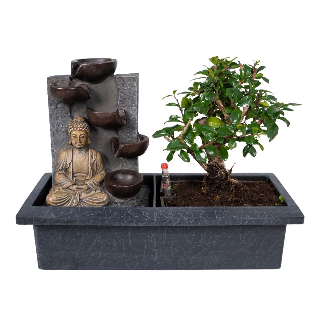 Bonsai Waterval (budha) - 30cm - Ø15