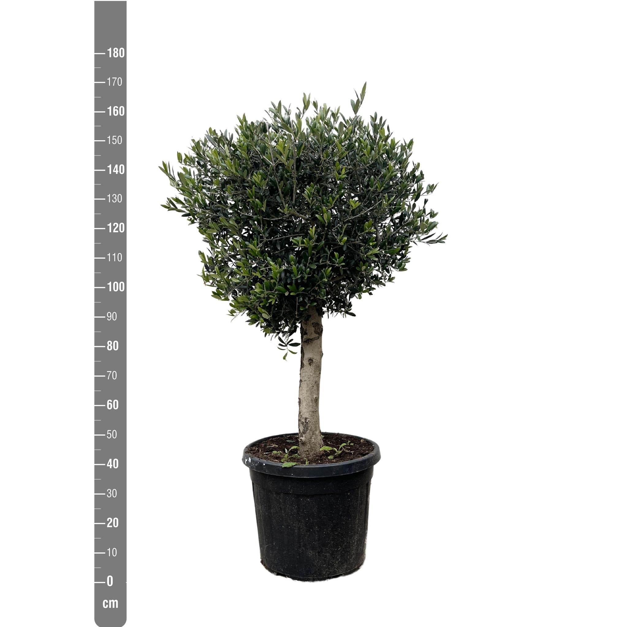 Olea Europaea Lorc - 200cm- Ø40