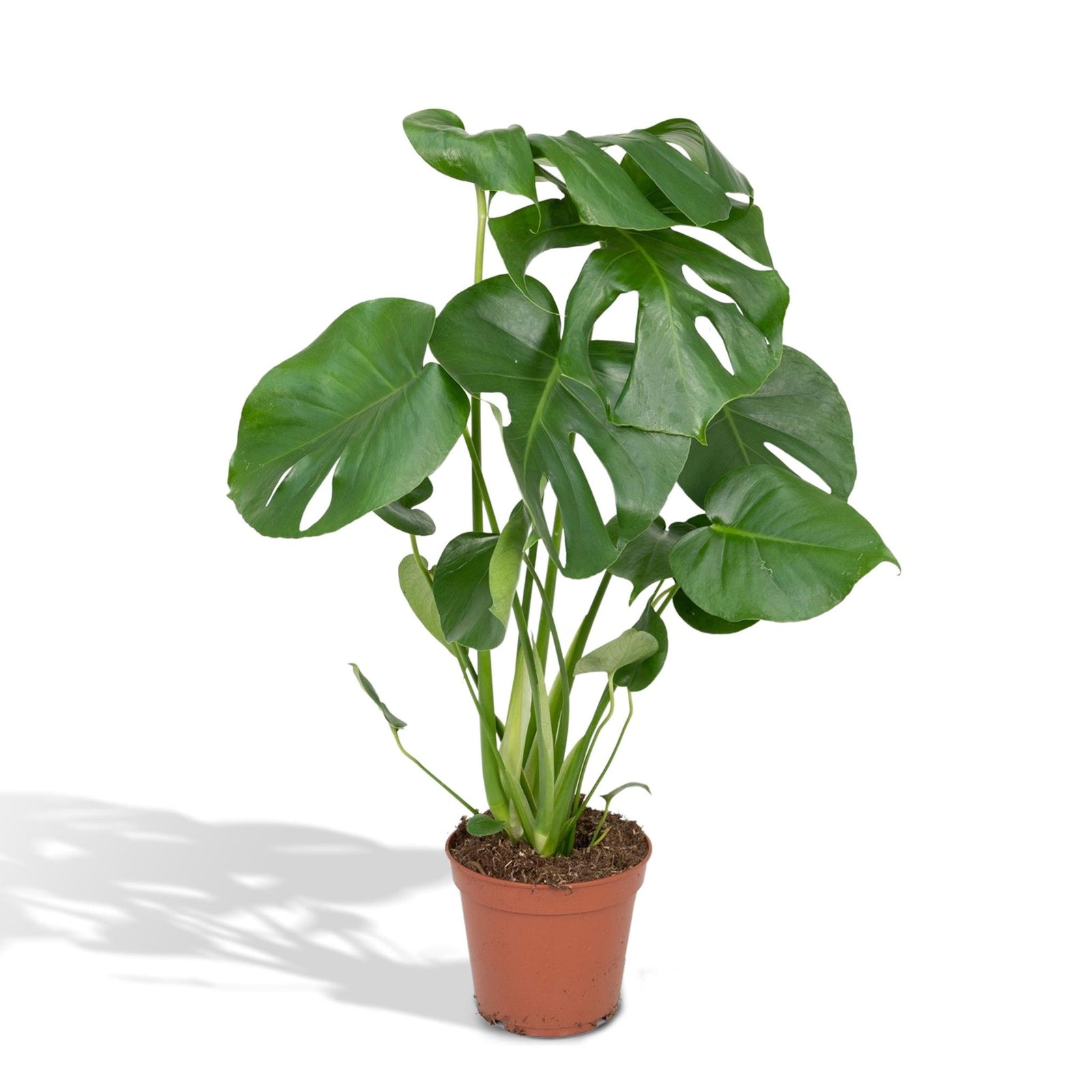 Monstera Deliciosa - Gatenplant - 55cm - Ø17