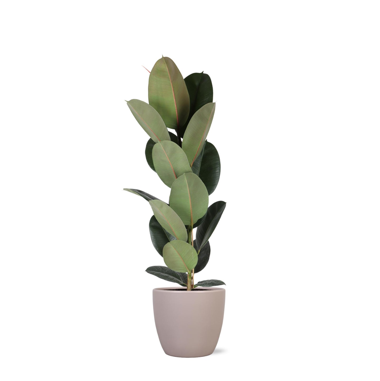 Ficus Elastica Robusta - Ø21cm - ↕90cm in Boule TAUPE pot