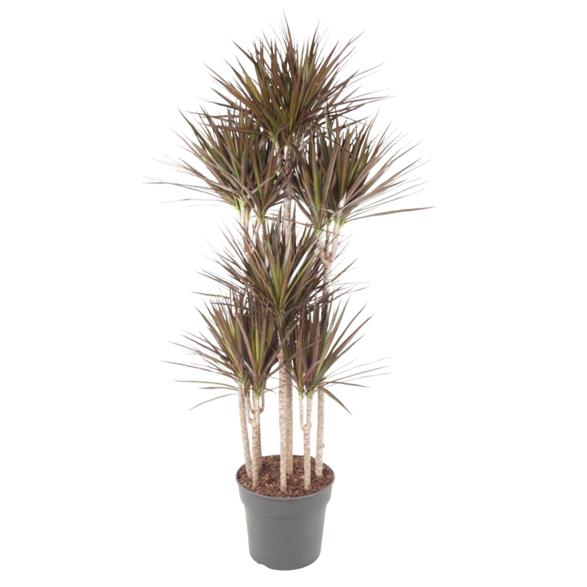 Dracaena Magenta Carrousel - 180 cm - ø34