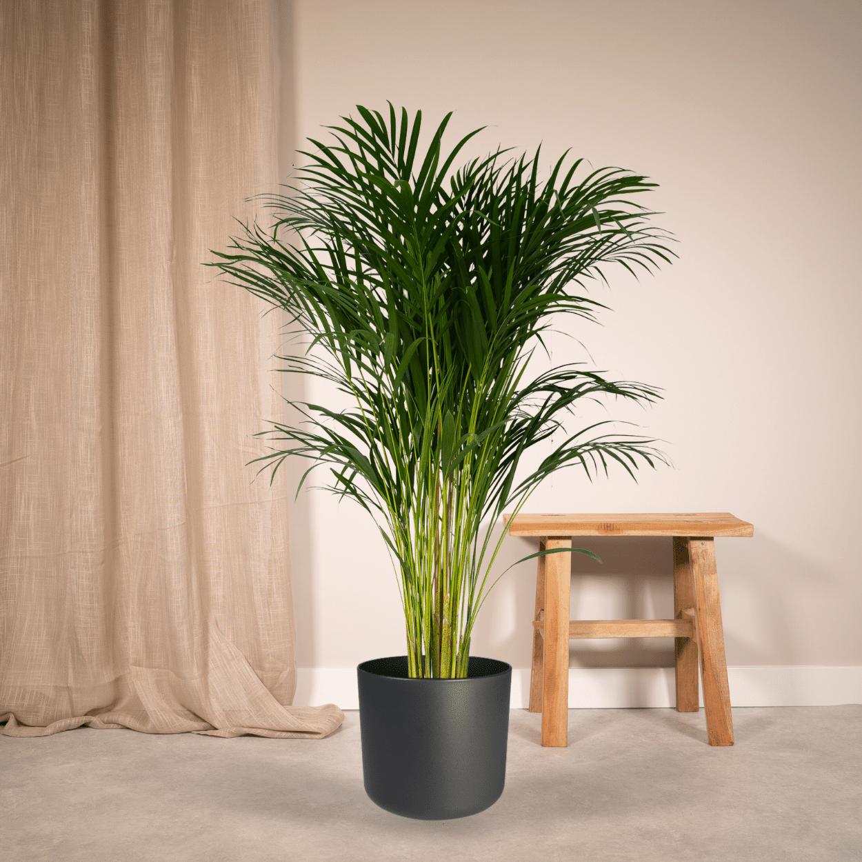 Dypsis Lutescens - Areca Palm - 120cm - Ø24