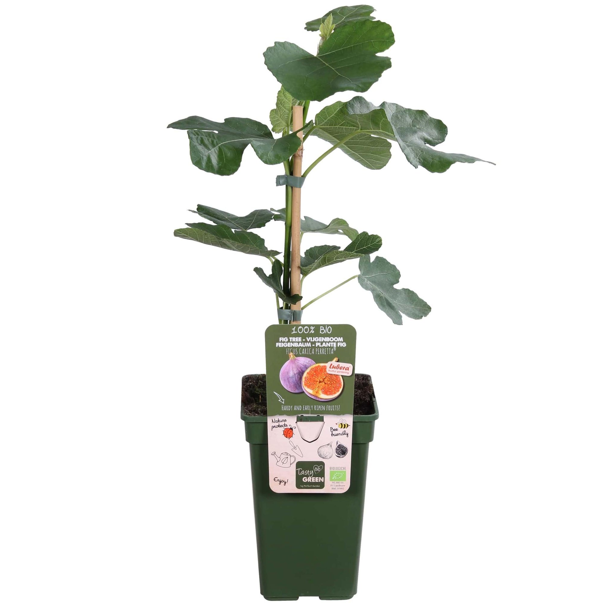 Ficus Gustissimo® Perretta® - ↨50cm - Ø19