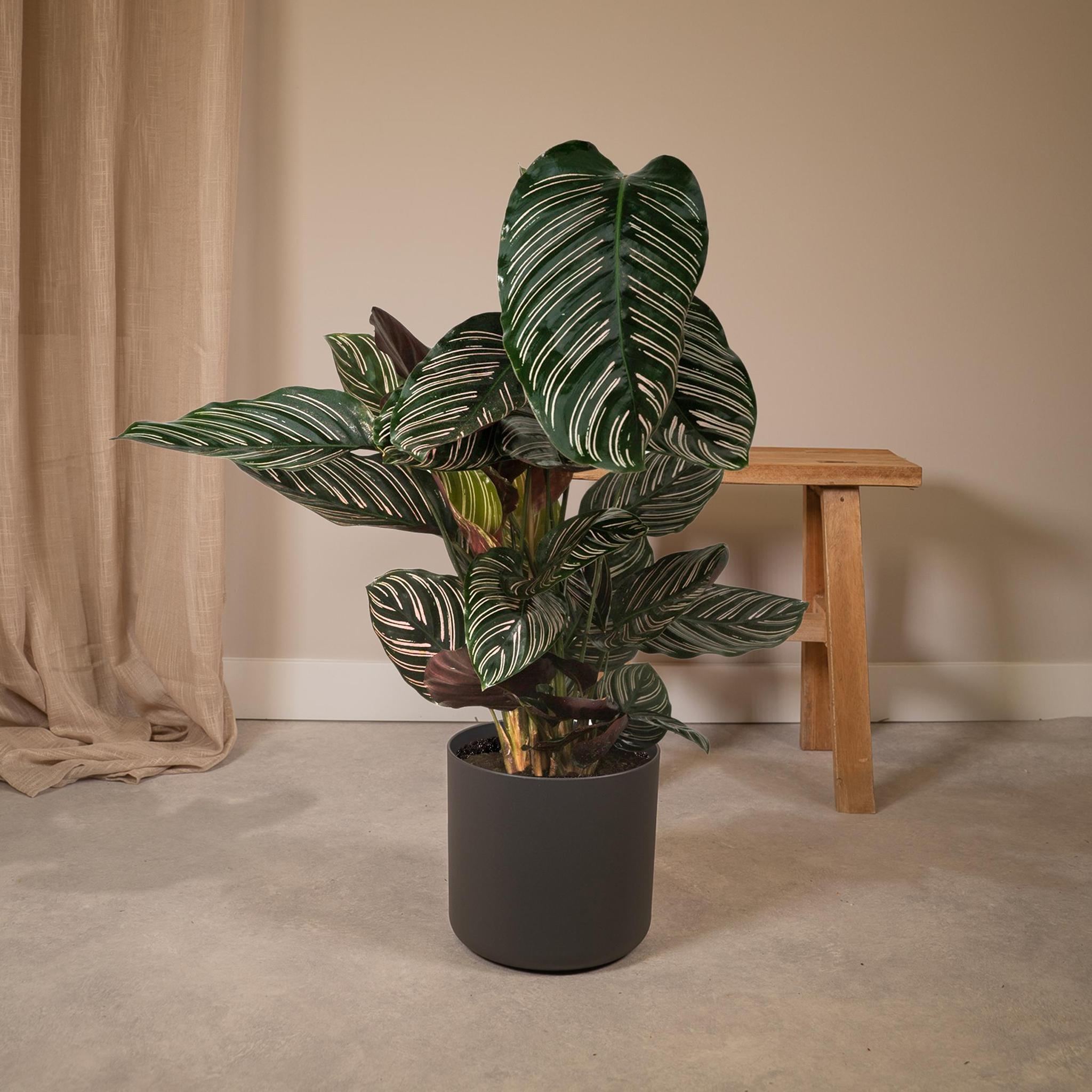 Calathea Ornata - Pauwenplant - 75cm - Ø19