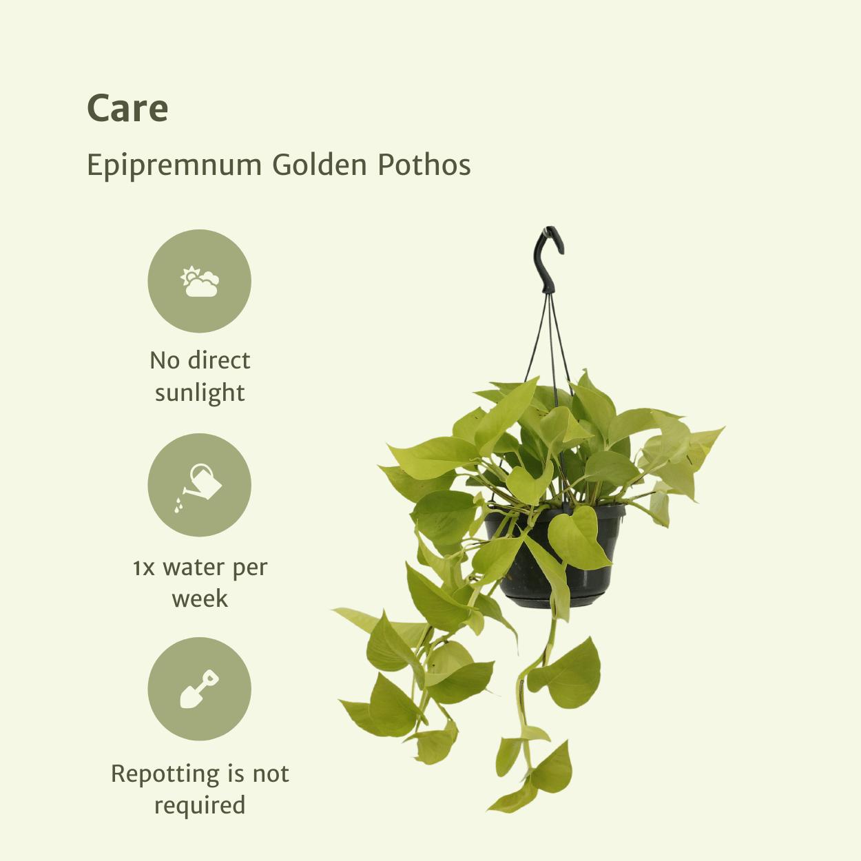 2x Epipremnum Golden Pothos  - Scindapsus - 25cm - ø15