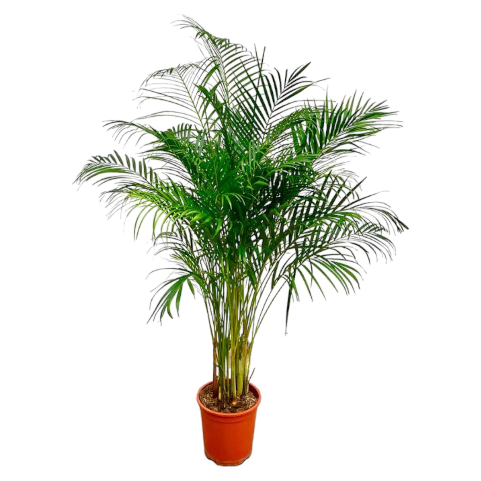Dypsis Lutescens (Areca Palm) - 180 cm - ø24