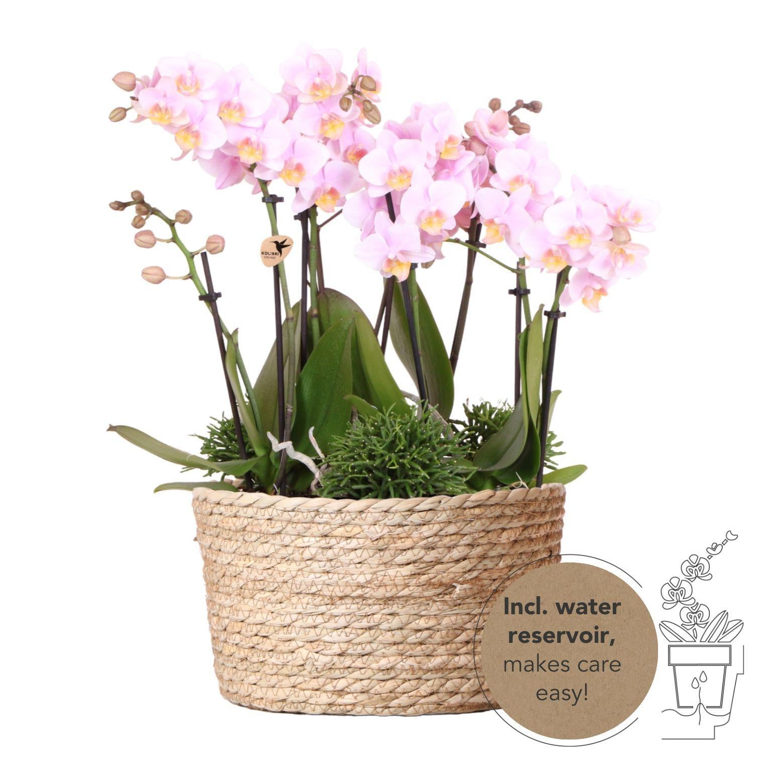 Kolibri Orchids | roze plantenset in Reed Basket incl. waterreservoir | drie roze orchideeën Andorra 9cm en drie groene planten Rhipsalis | Jungle Bouquet roze met zelfvoorzienend waterreservoir