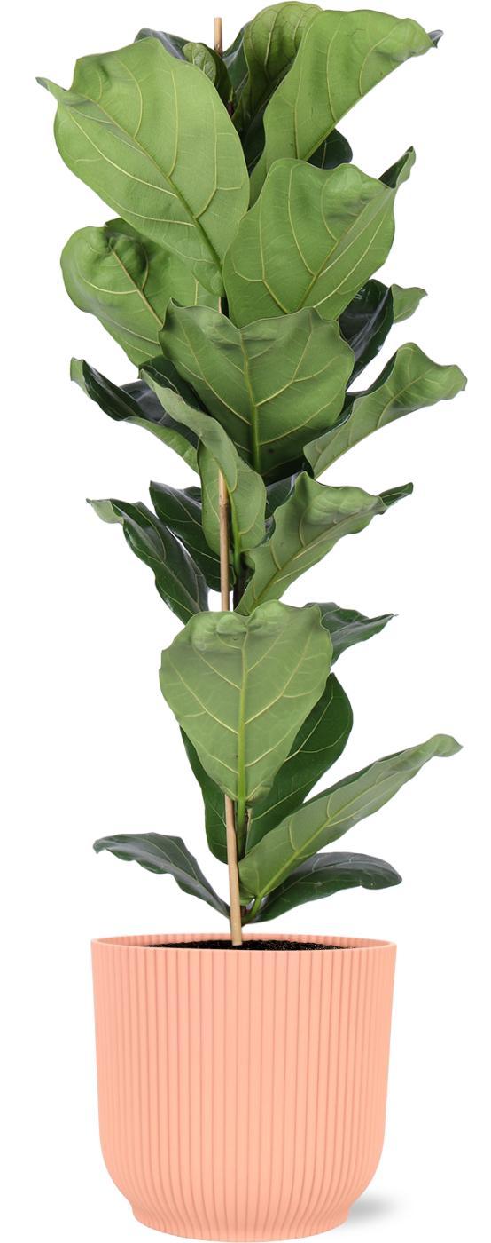 Ficus Lyrata - Ø21cm - ↕90cm in Vibes ROZE pot