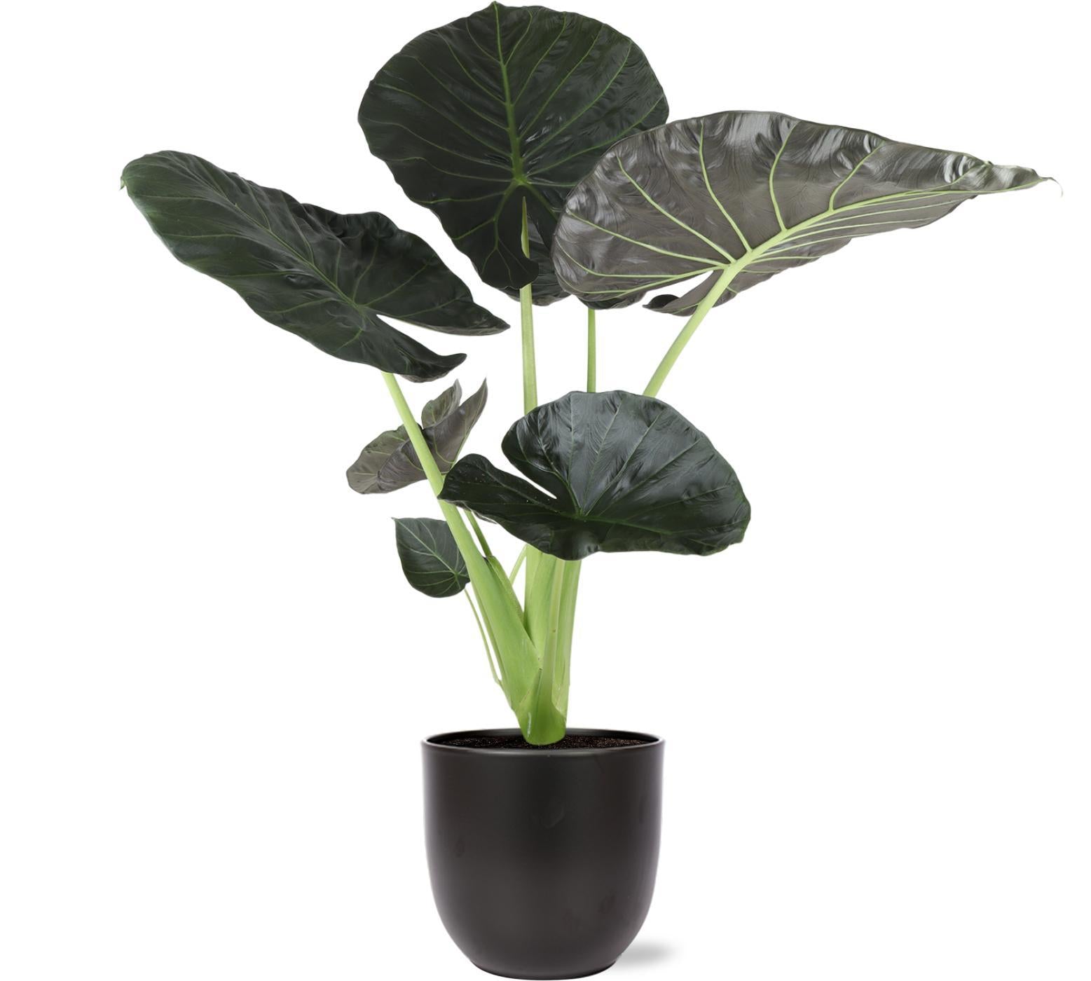 Alocasia Regal Shield Ø21cm - ↕100cm in Boule ANTRACIET pot