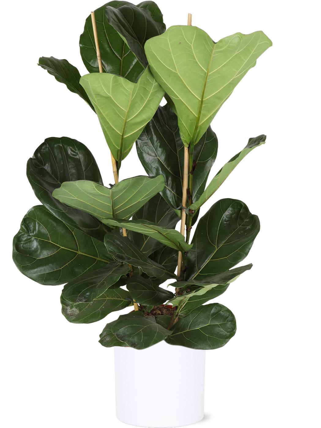 Ficus Lyrata - Ø24cm - ↕120cm in Era WIT pot