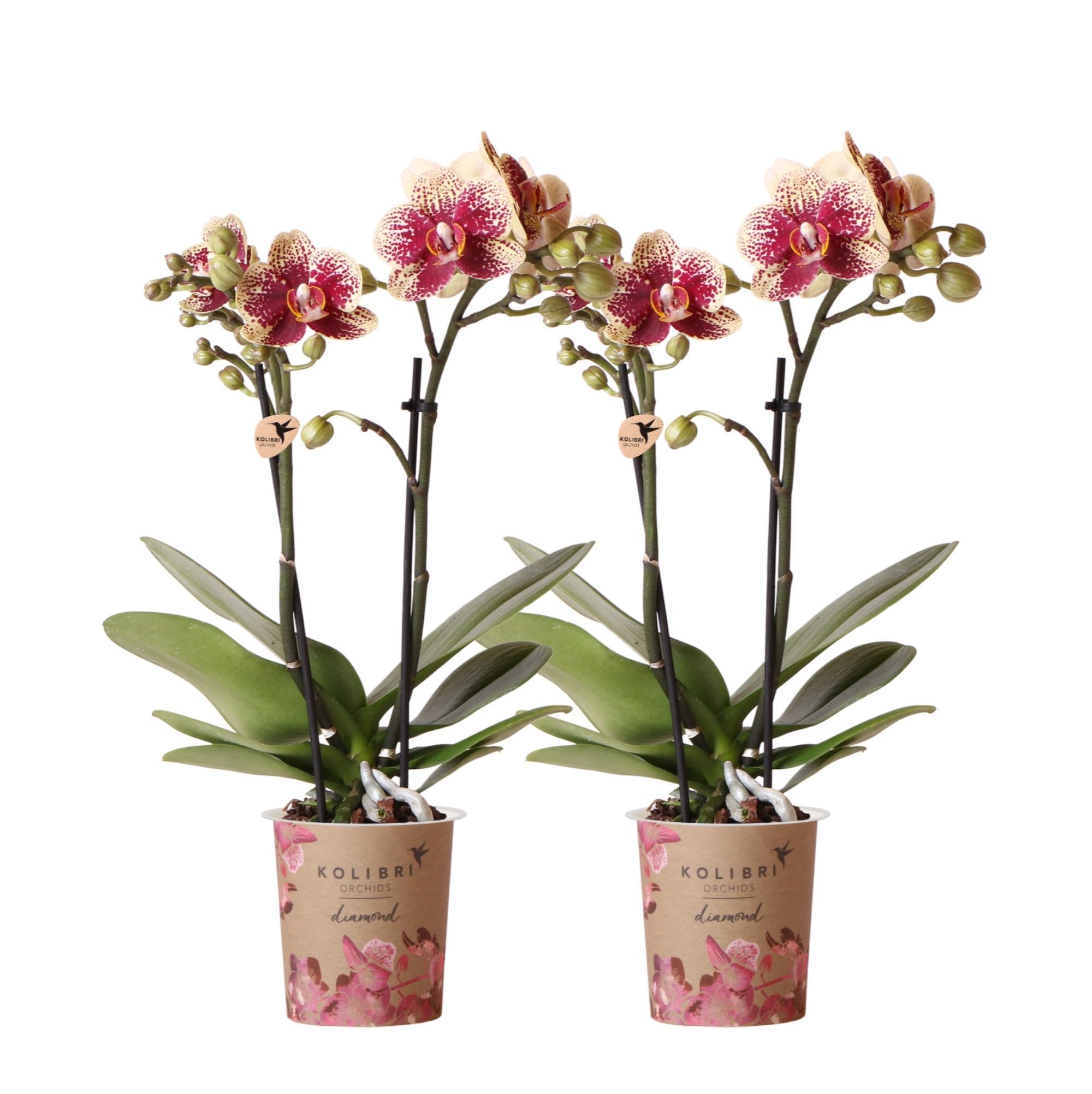 Kolibri Orchids | COMBI DEAL van 2 geel rode phalaenopsis orchideeën - Spain - potmaat Ø9cm | bloeiende kamerplant - vers van de kweker