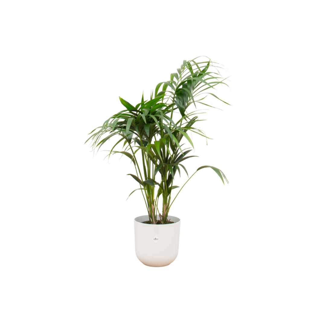 Combi deal - Kentia palm inclusief elho Jazz Round wit Ø26 - 130 cm