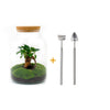 DIY terrarium - Milky met bonsai - ↑ 30 cm + Rake + Shovel