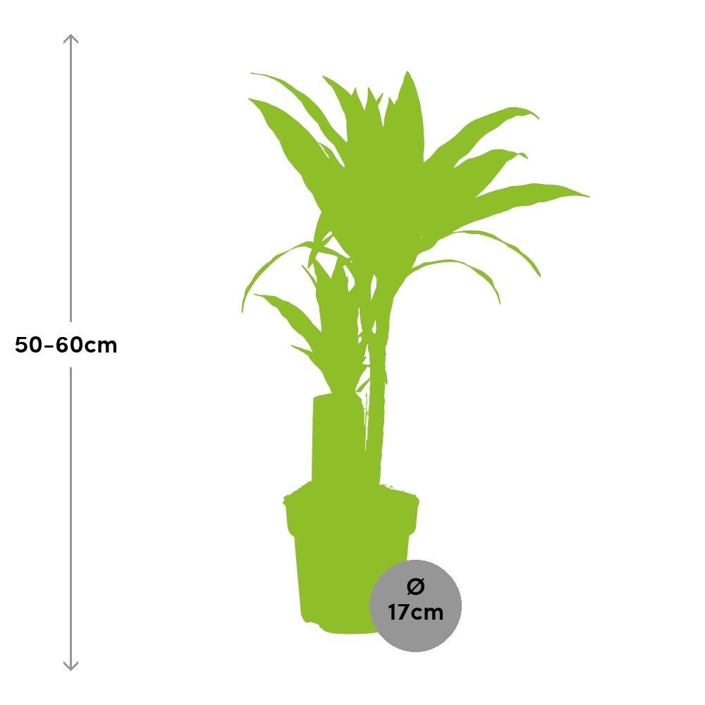 Ø17cm - ↕60cm