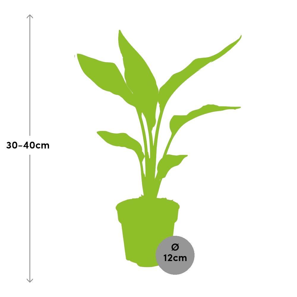 Ø12cm - ↕40cm