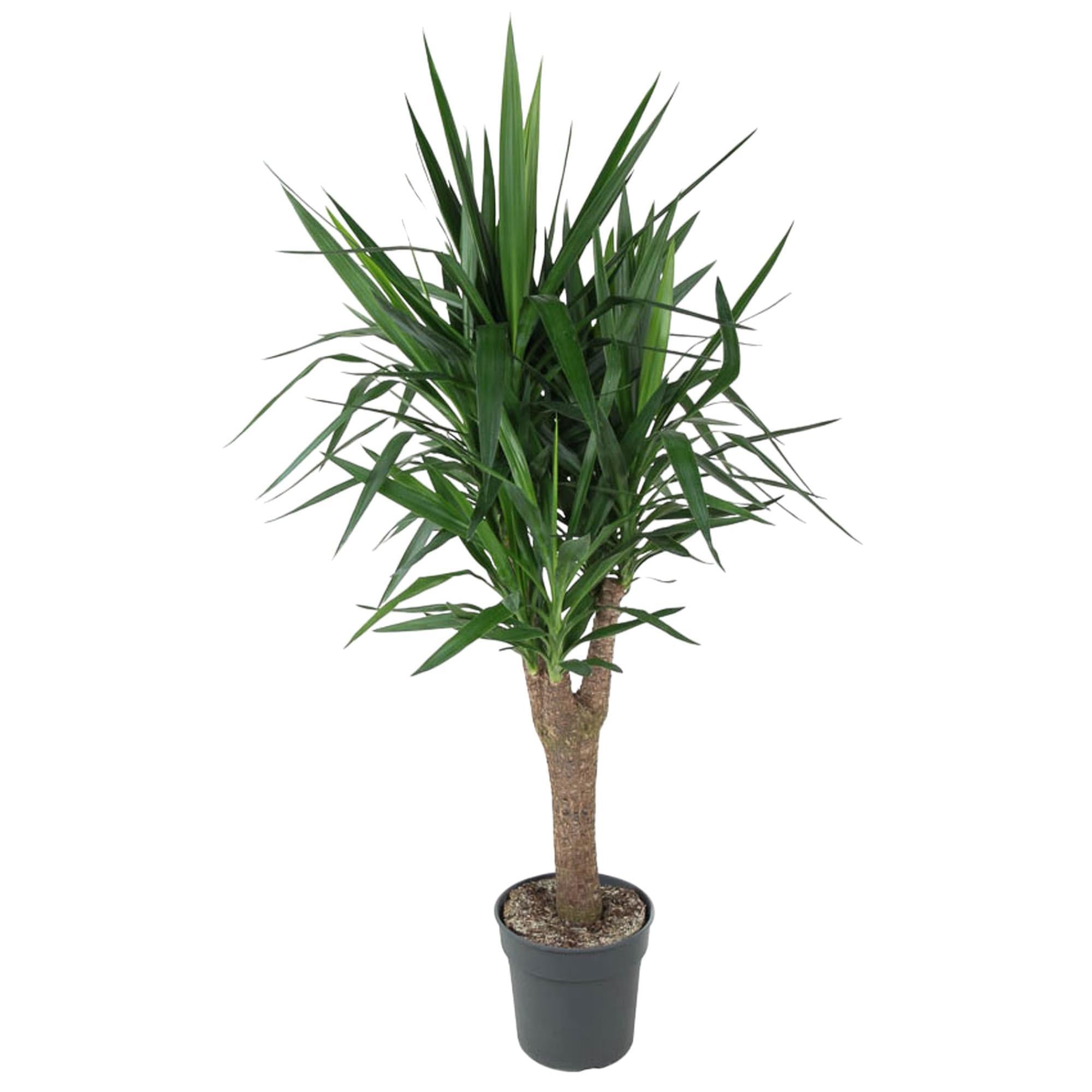 Yucca Elephantipe vertakt - 150 cm - ø31