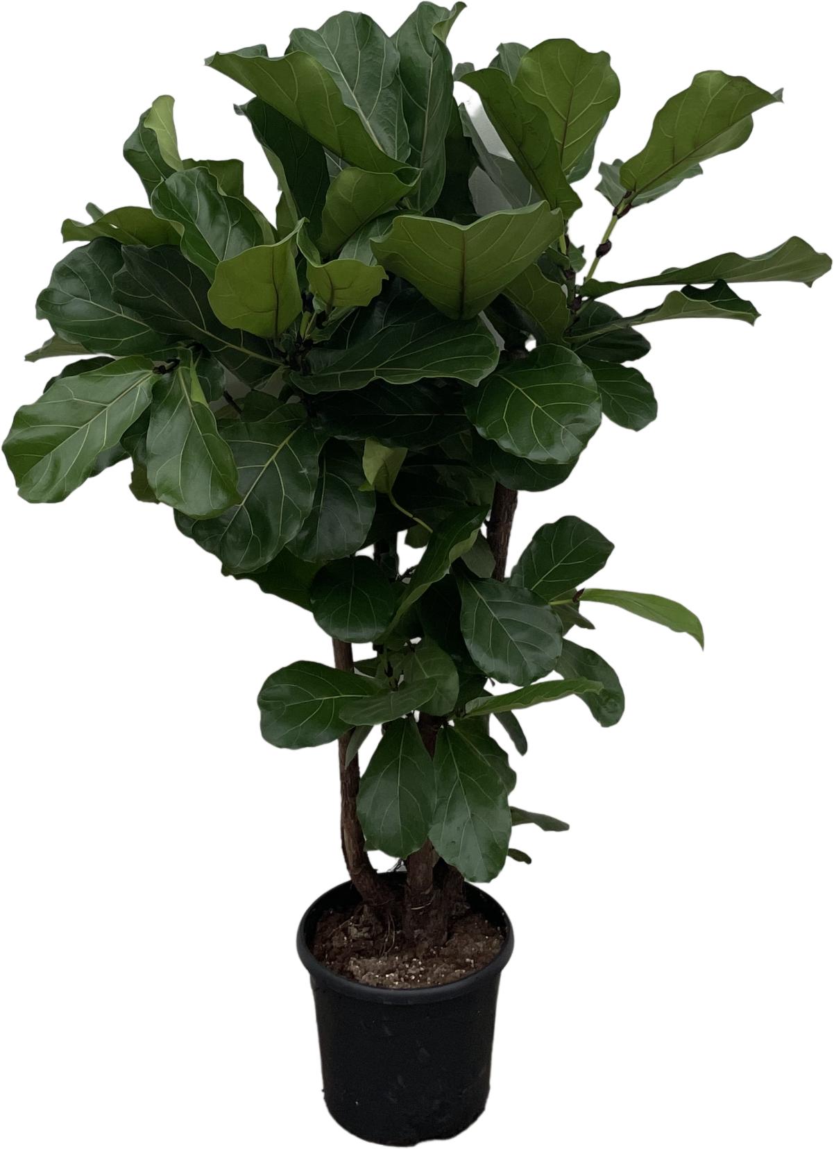 Ficus Lyrata vertakt - 160cm - ø30