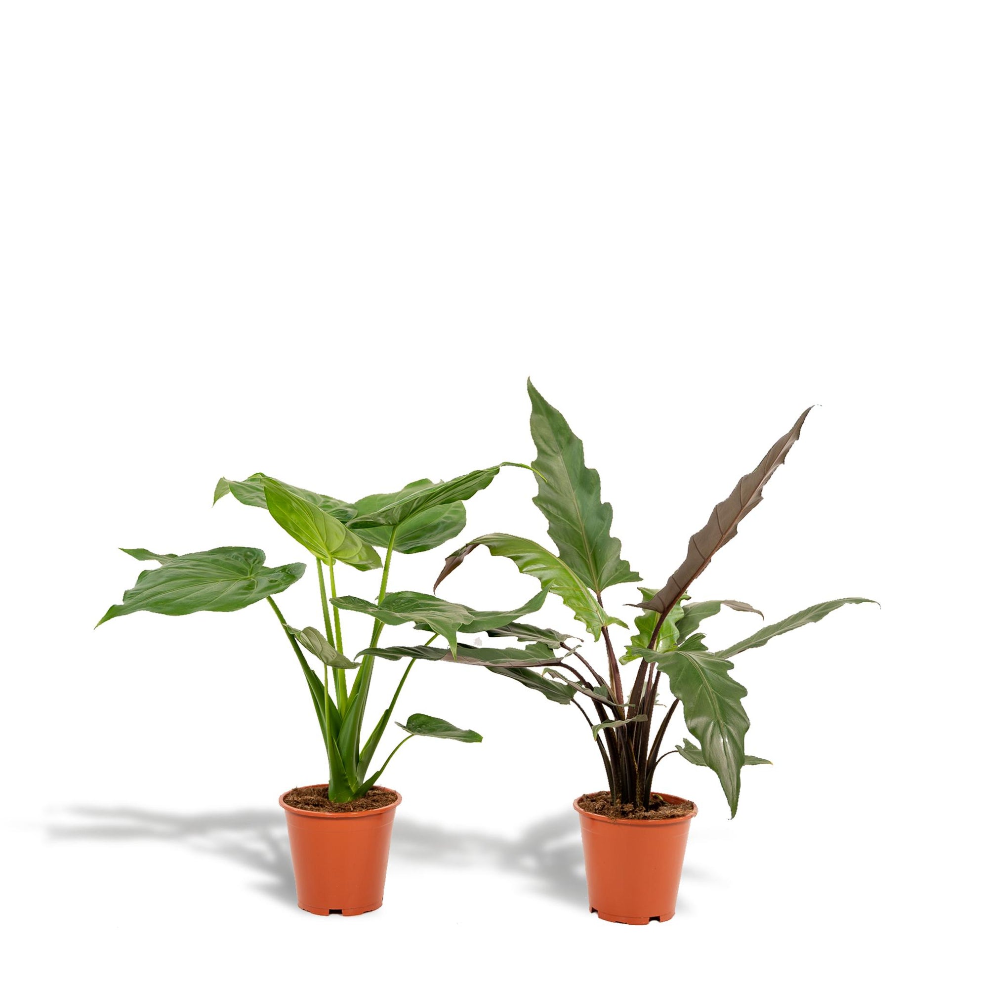 Alocasia Cucullata - ↨60cm - Ø19cm + Alocasia Lauterbachiana - ↨75cm - Ø19cm