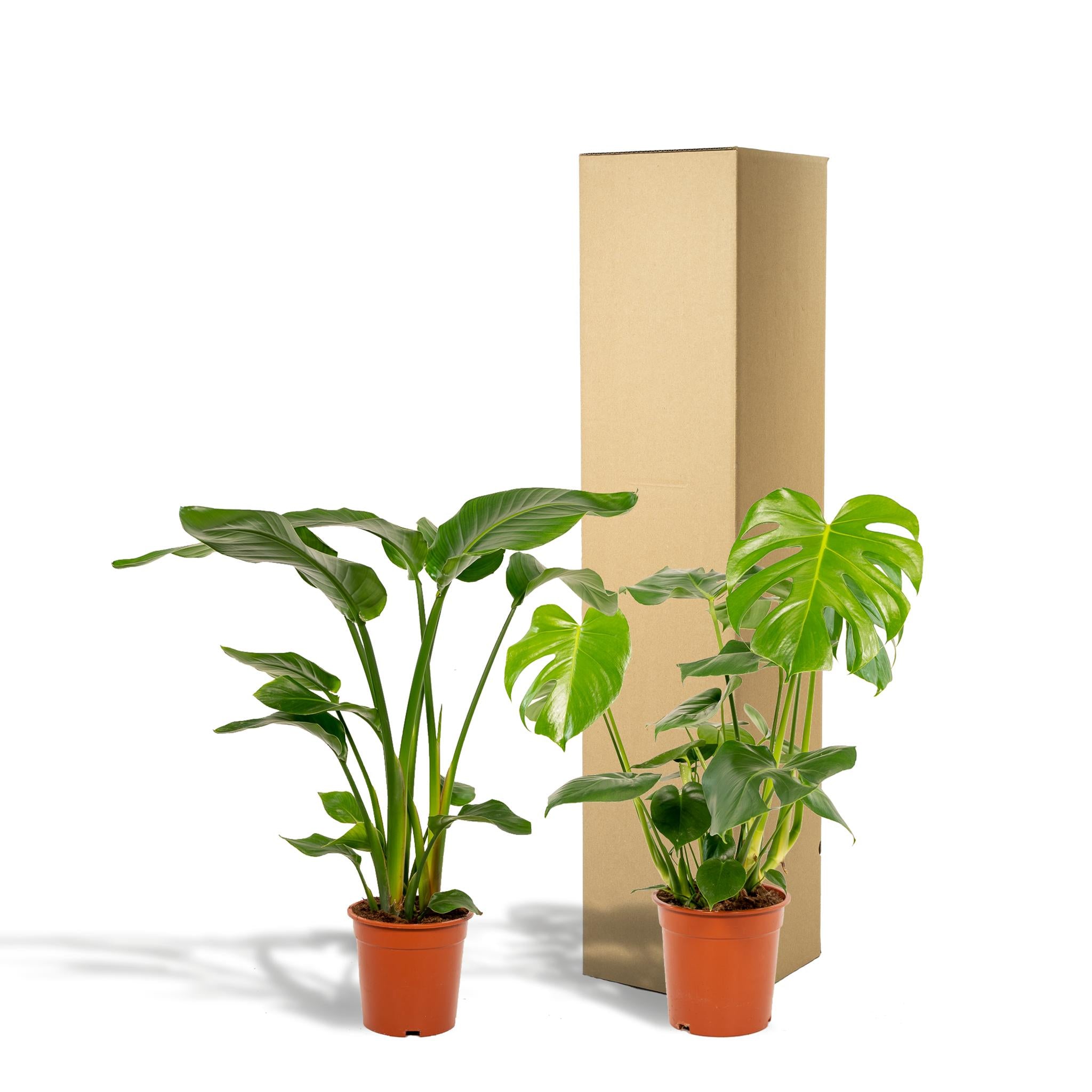 Strelitzia Nicolai - ↨85cm - Ø19cm + Monstera Deliciosa - ↨75cm - Ø21cm