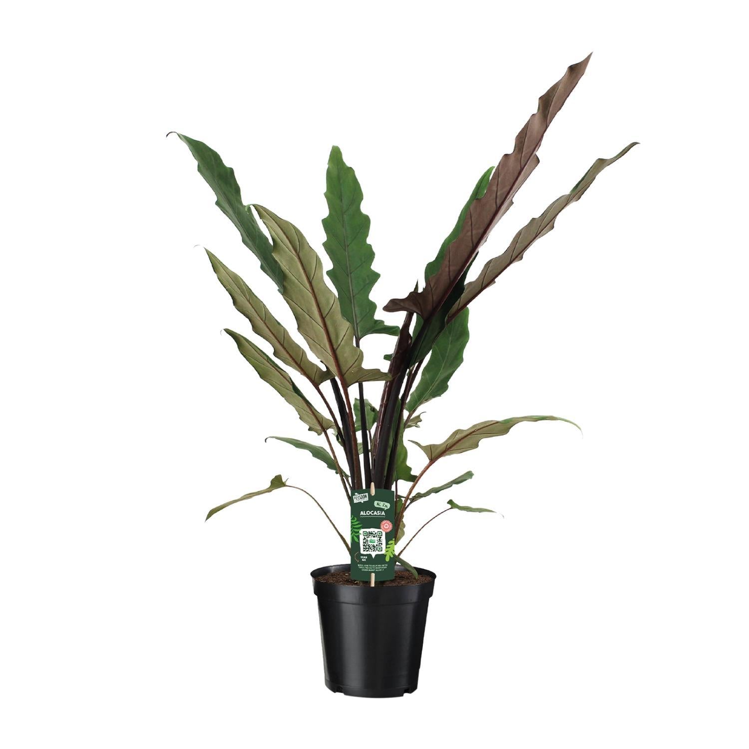 Alocasia Lauterbachiana - ↨80cm - Ø19cm