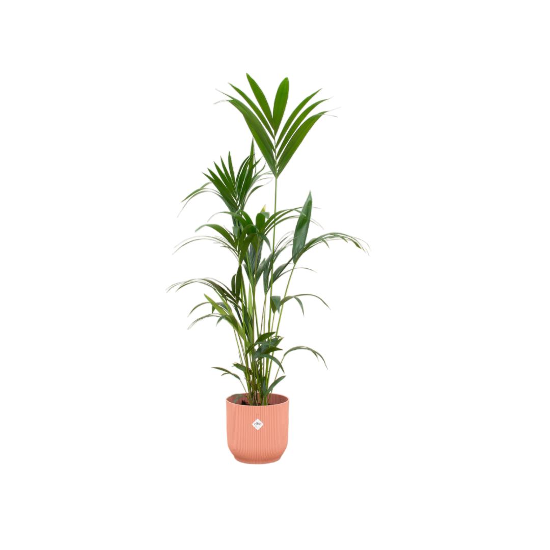 Kentia palm inclusief elho Vibes Fold Round roze - 160cm - Ø30