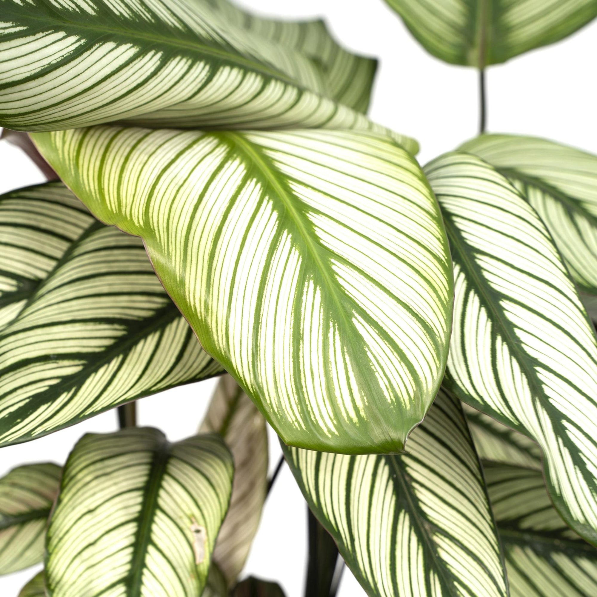 Calathea Whitestar - Pauwenplant - 50cm - Ø19