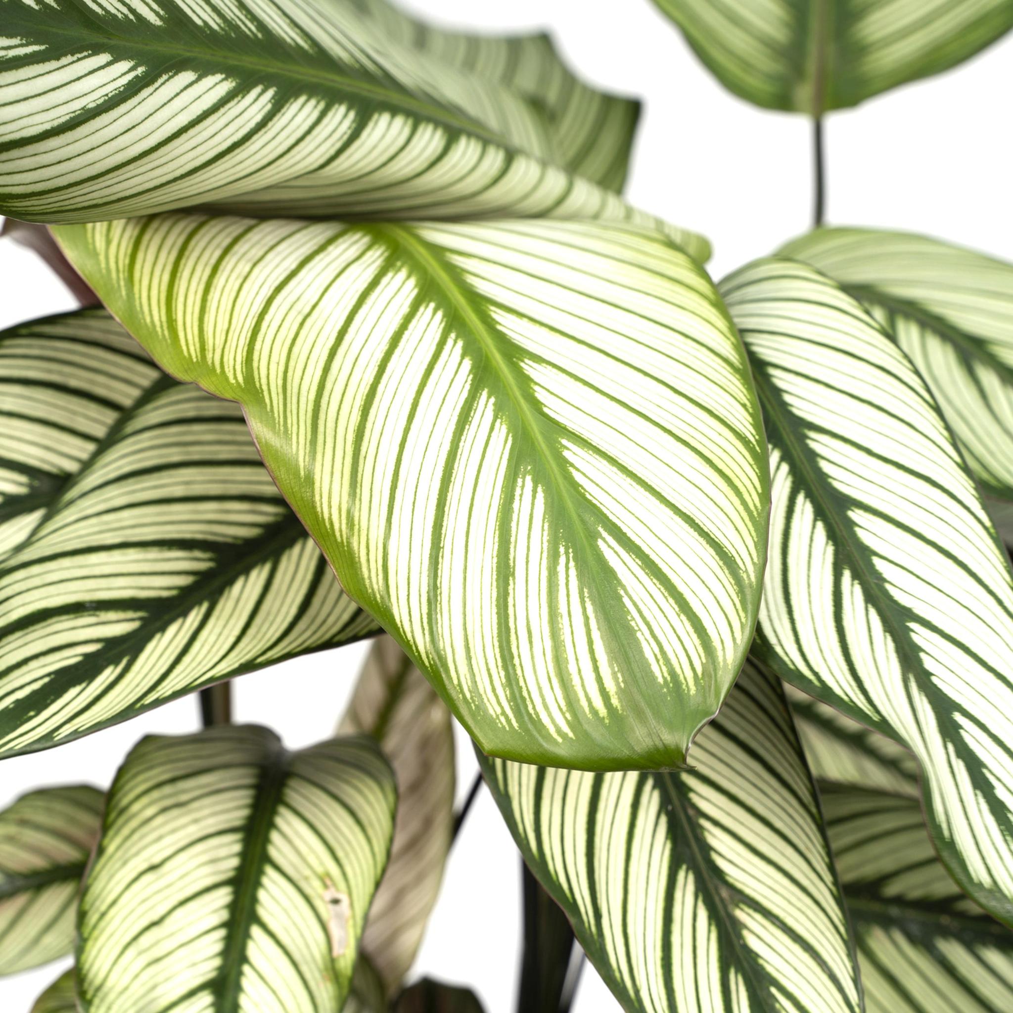 Calathea Whitestar - Pauwenplant - 50cm - Ø19
