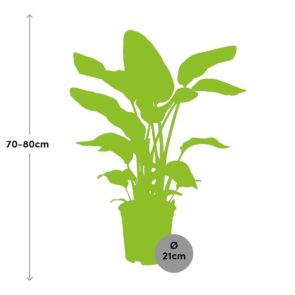 Ø21cm - ↕80cm