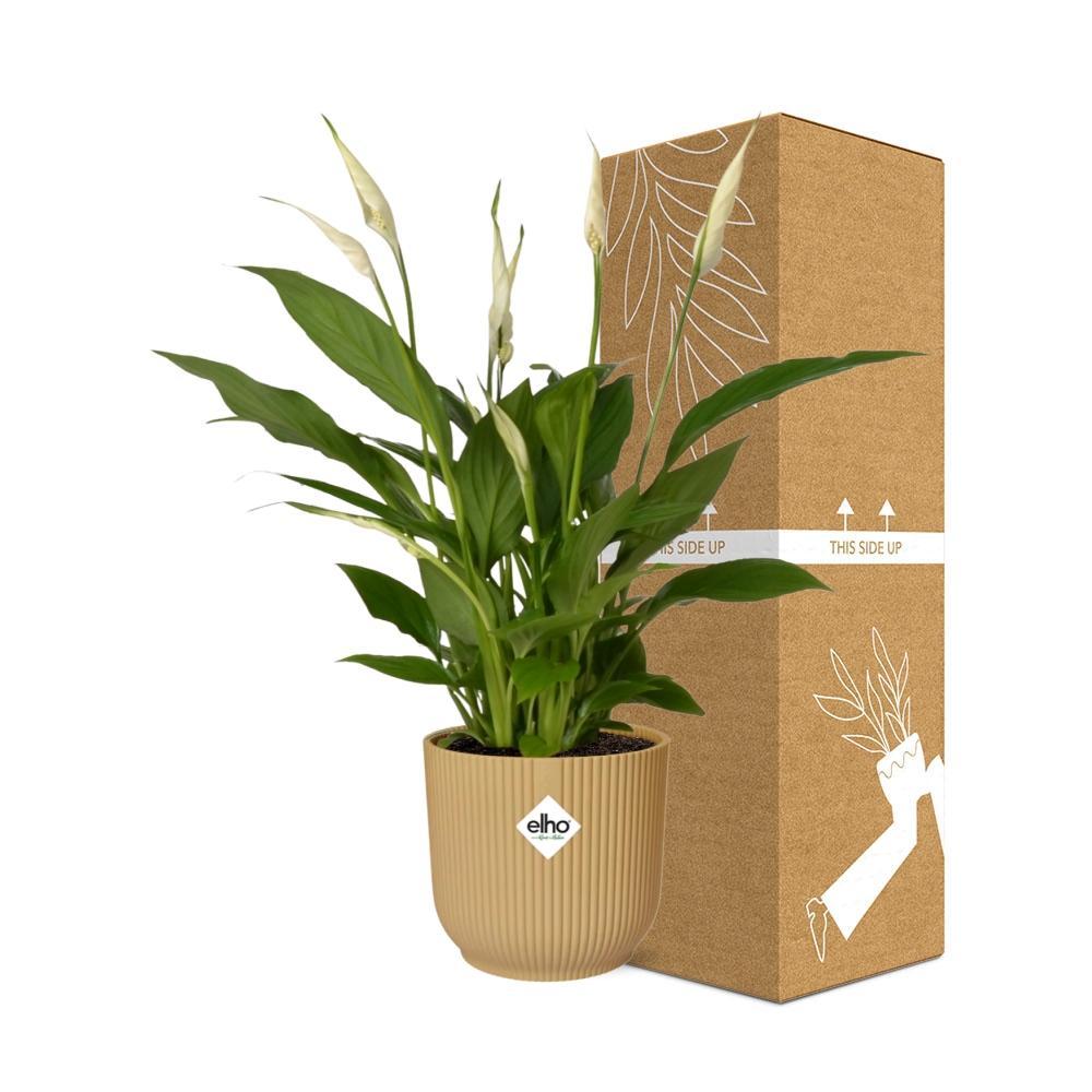 Spathiphyllum 12 Cm Torelli  in ELHO Vibes Fold 14cm geel