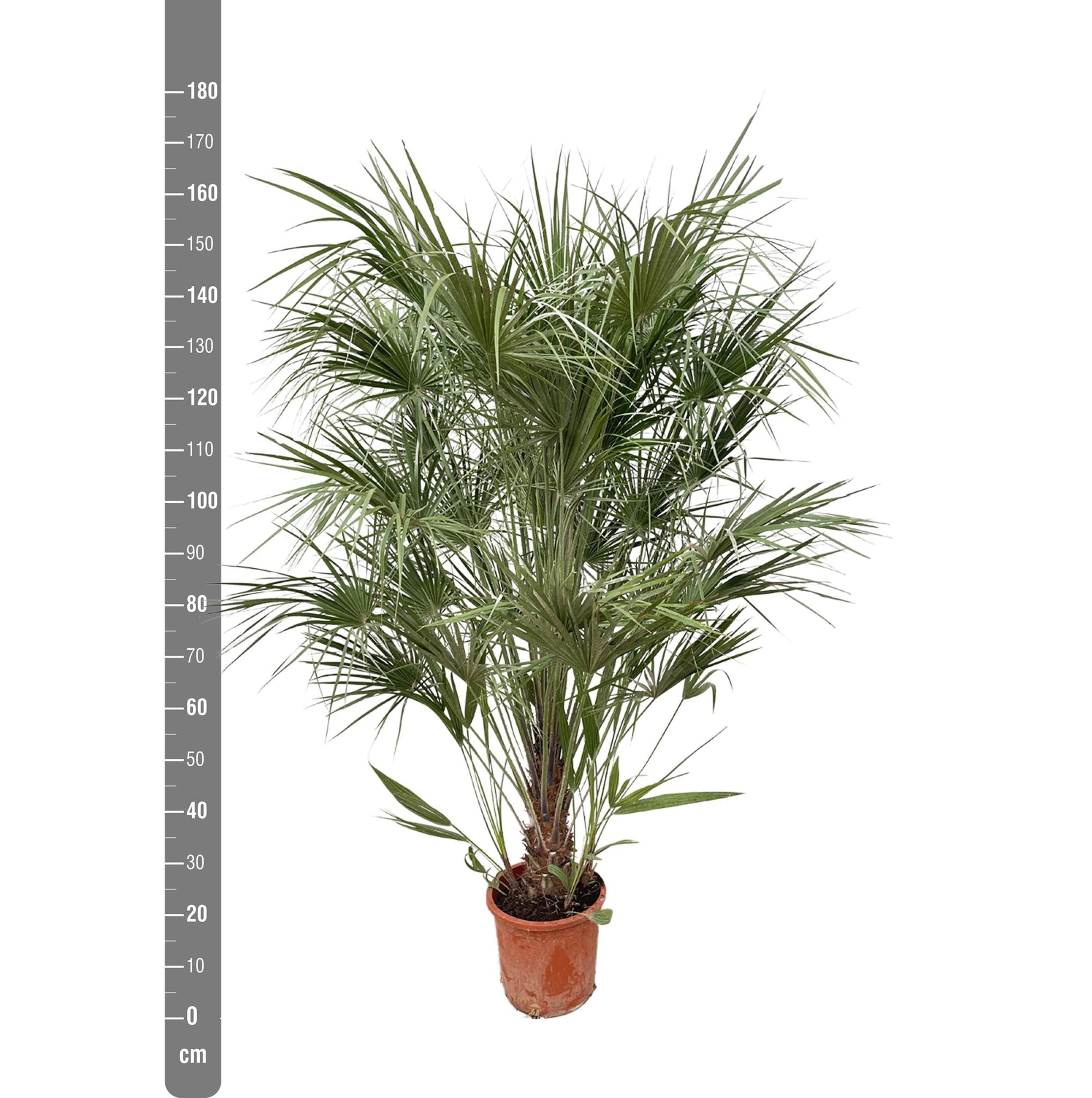 Chamaerops Humilis struik - 180cm- Ø30