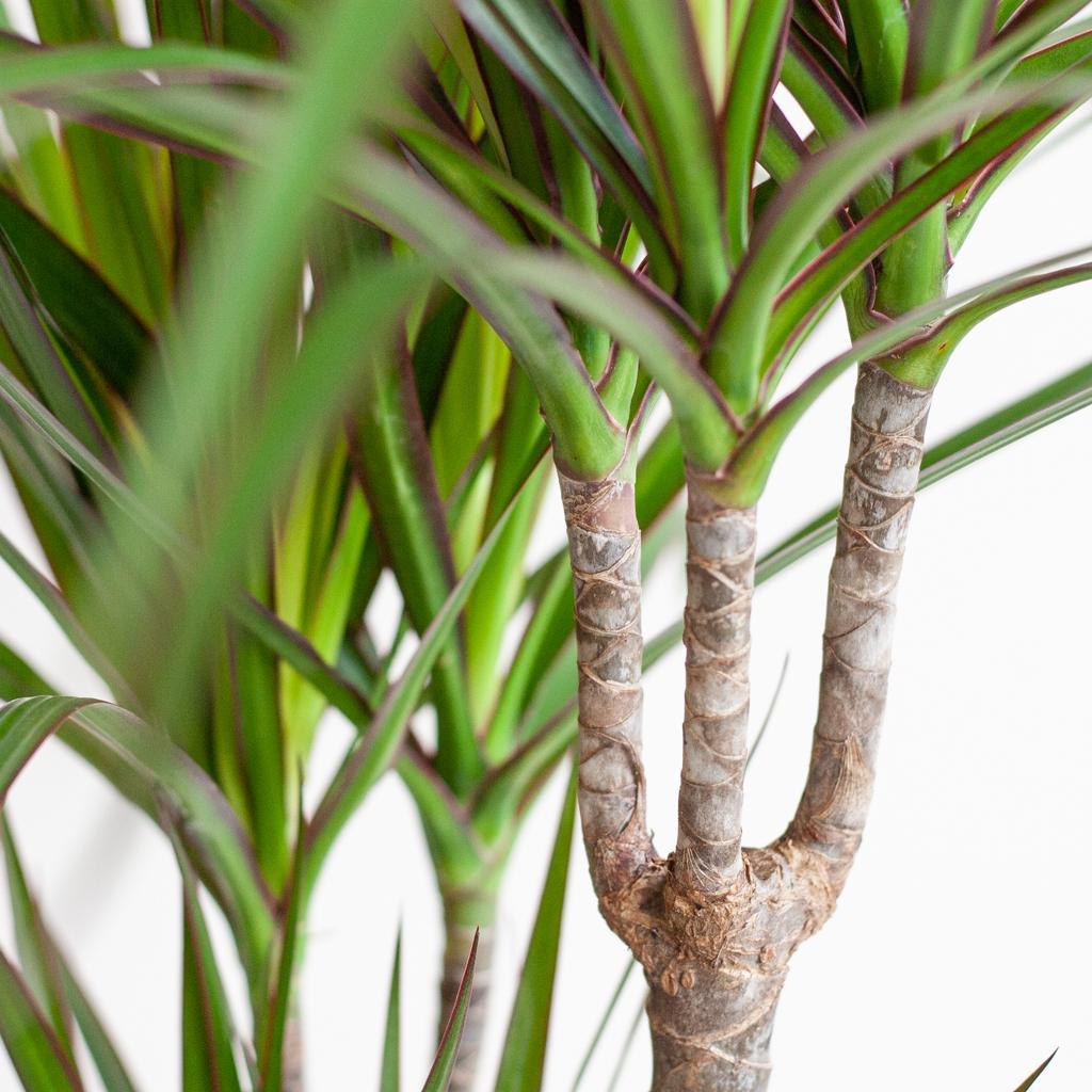 Dracaena Marginata met Lissabon mand zwart