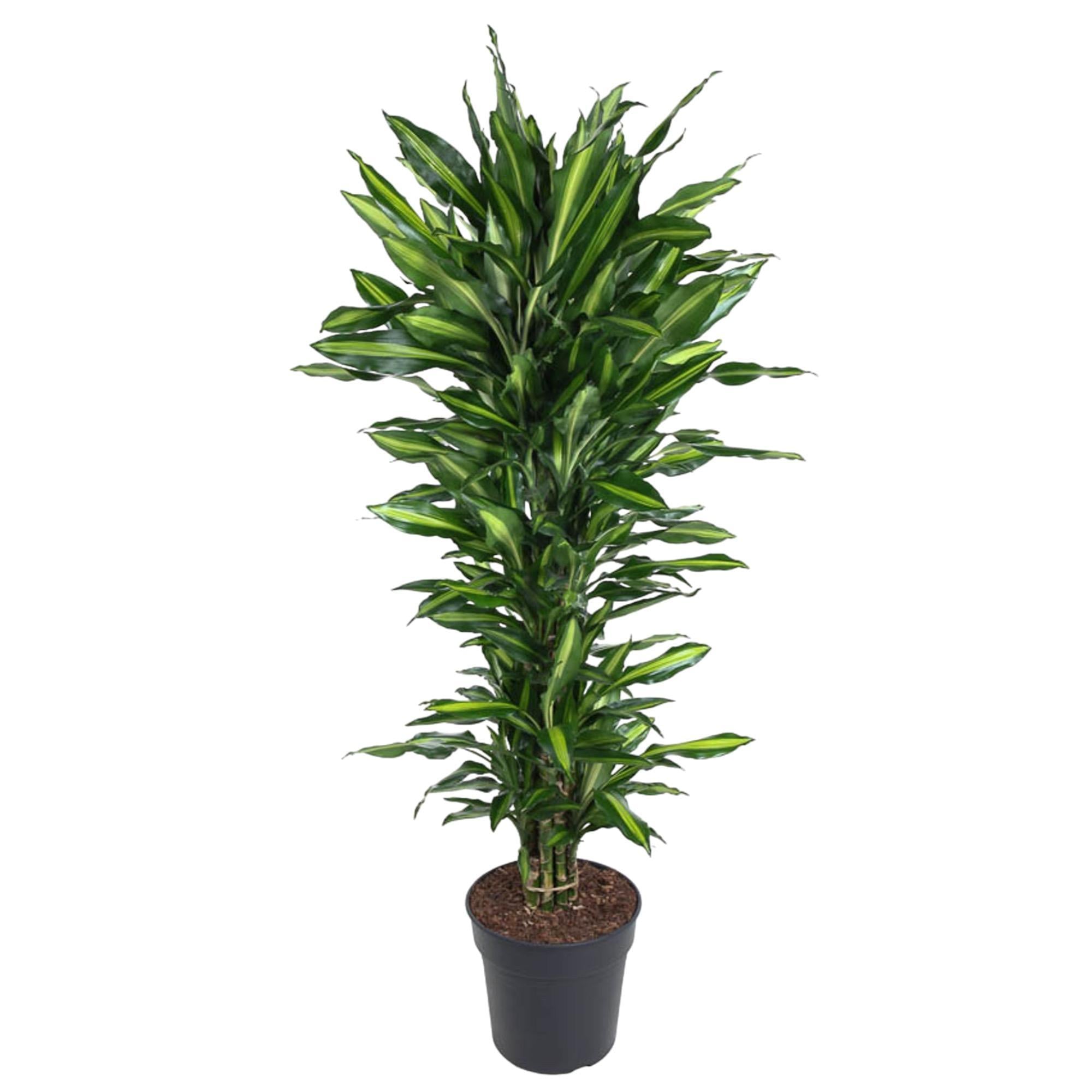 Dracaena Cintho vertakt - 150 cm - ø31