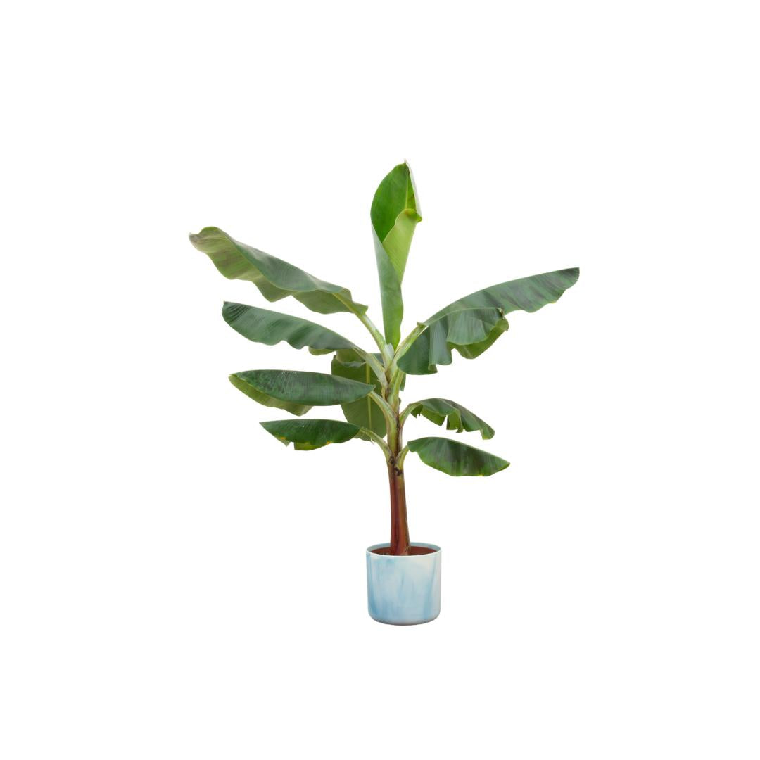 Combi deal - Bananenplant (Musa) inclusief Ocean Round atlantisch blauw Ø22 - 120 cm