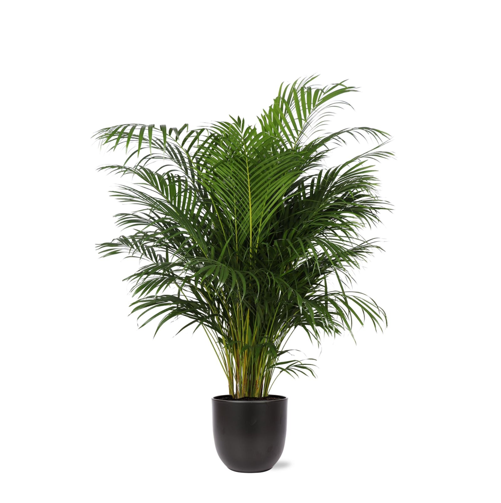 Dypsis Lutescens (Areca Palm) Ø27cm ↕160cm in Boule ANTRACIET pot